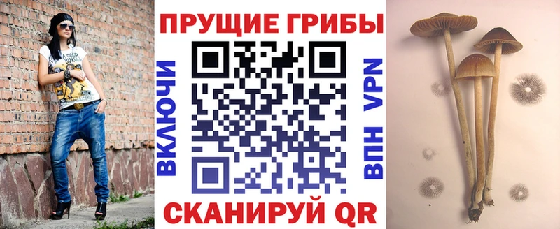 Купить  Бежецк  Галлюциногенные грибы MAGIC MUSHROOMS 